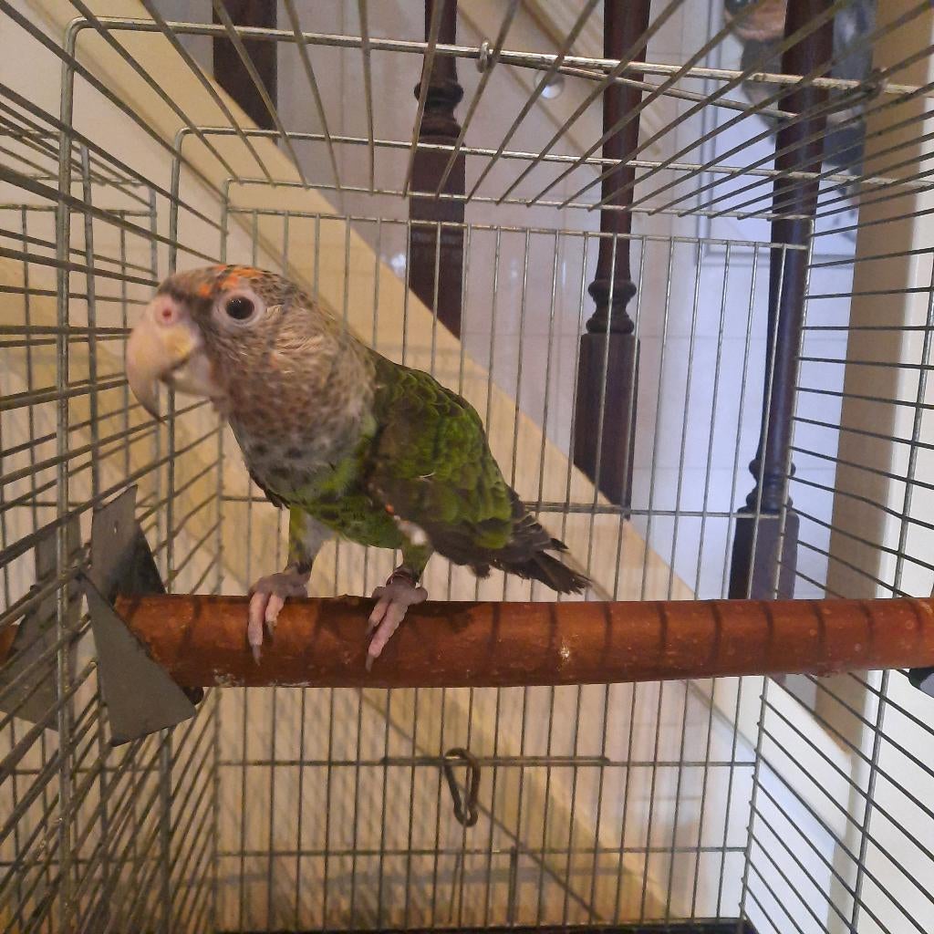 Kaapse papegaai/Poicephalus Fuscicollis Suahelicus., Mâle, Perroquet, Bagué