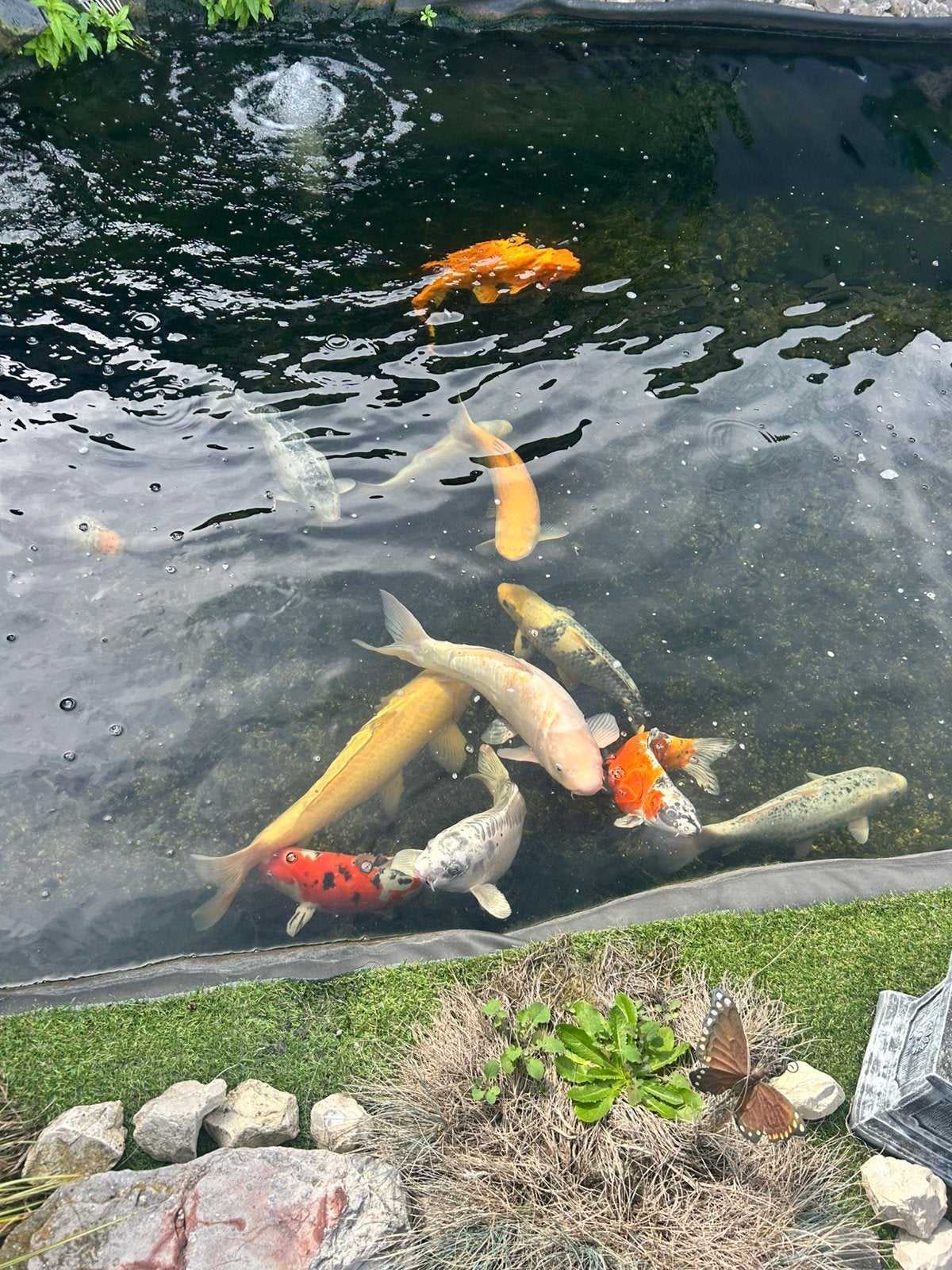 13 koi vissen + filterbak + lamp, Dieren en Toebehoren
