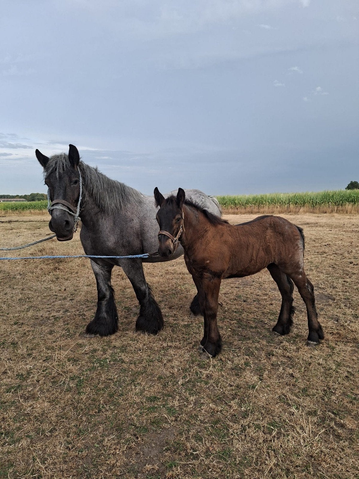 belgisch trekpaard, trekpaard, Dieren en Toebehoren, Paarden, Hengst