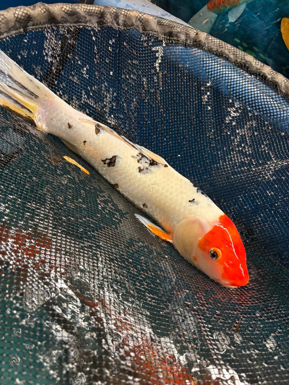 Gratis 40 cm koi, Dieren en Toebehoren, Karper of Koi