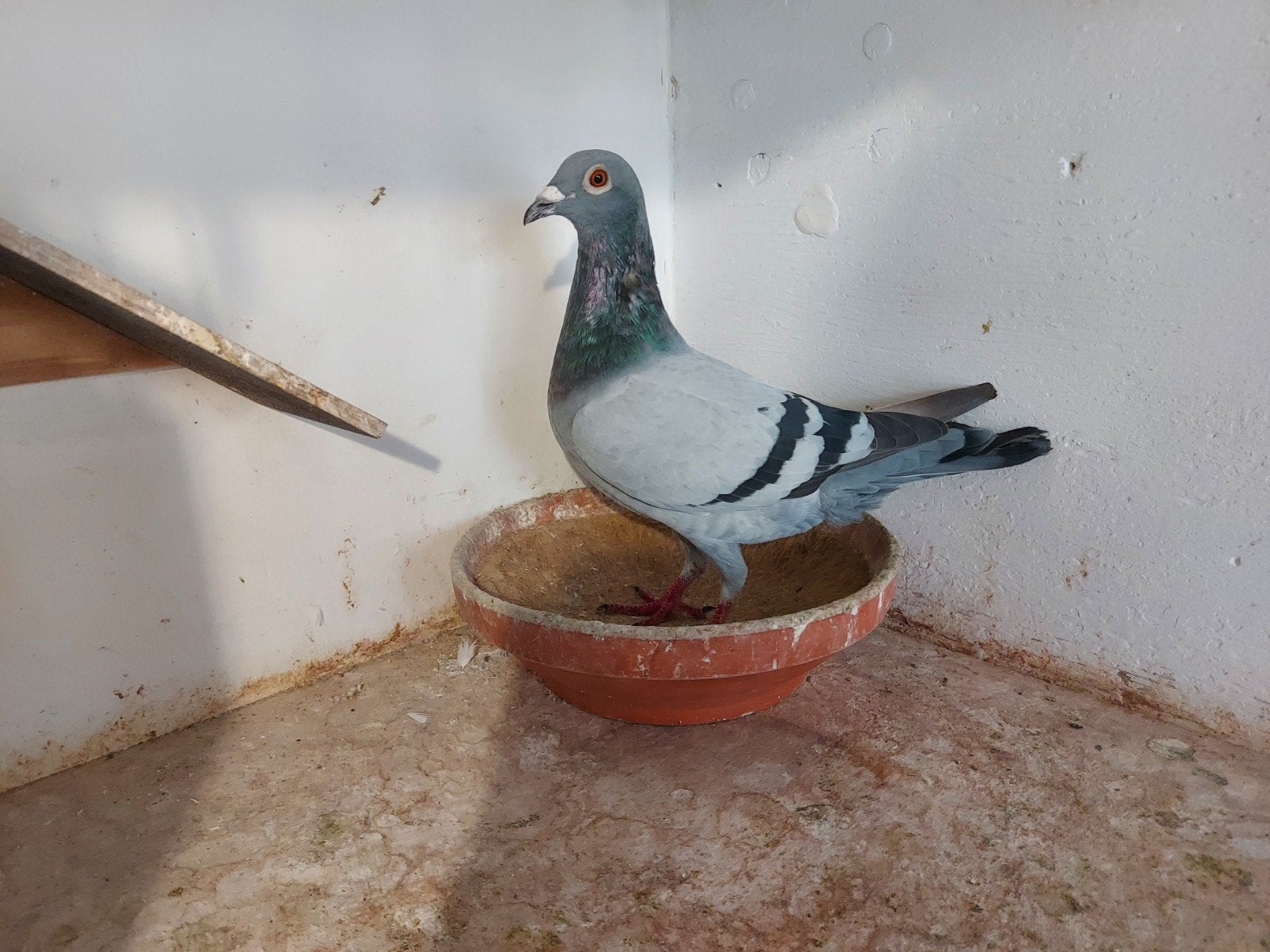 kweekduiver 2026, Dieren en Toebehoren, Mannelijk, Postduif