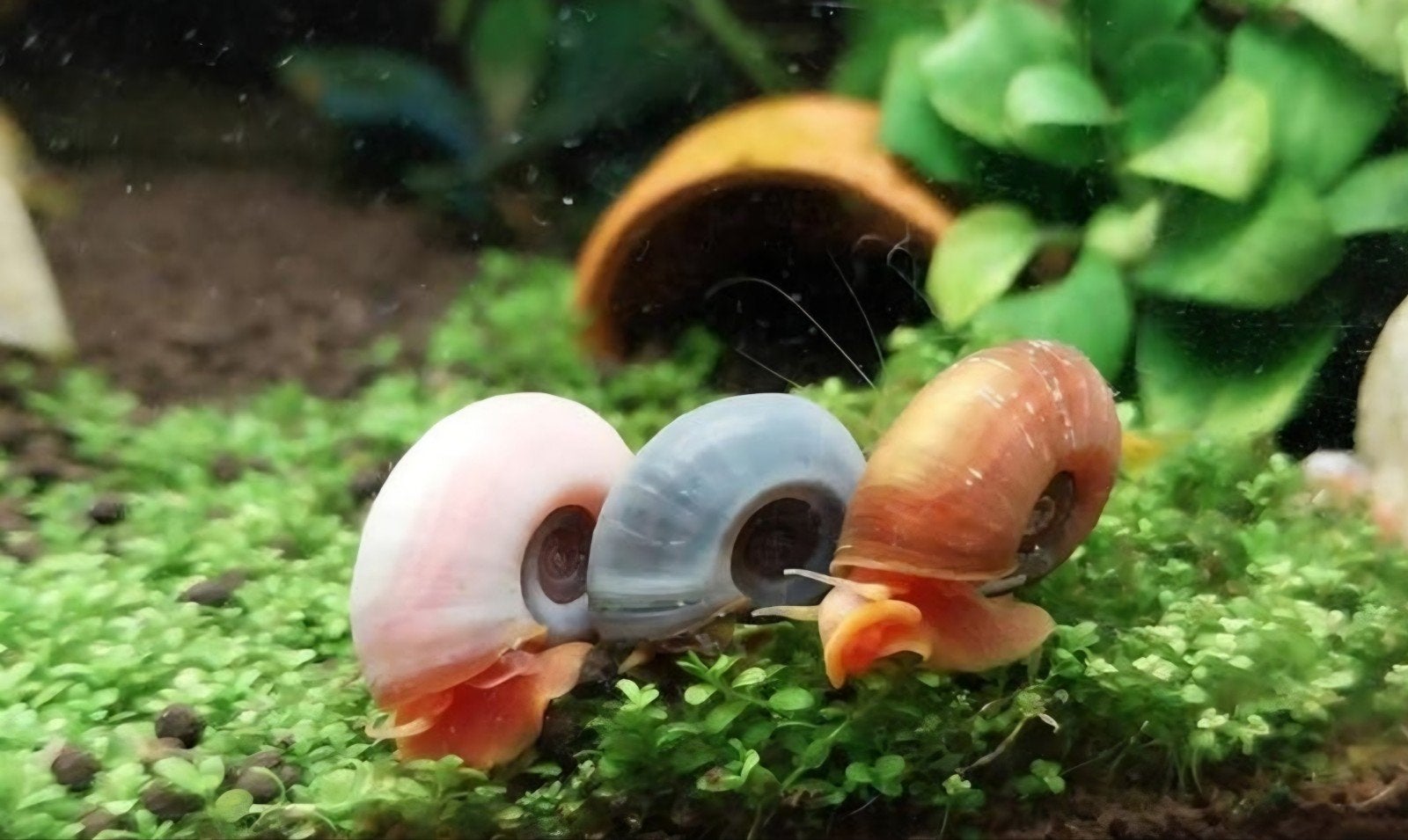 Posthoorn slakken, Dieren en Toebehoren, Vissen | Aquariumvissen, Zoetwatervis, Slak of Weekdier