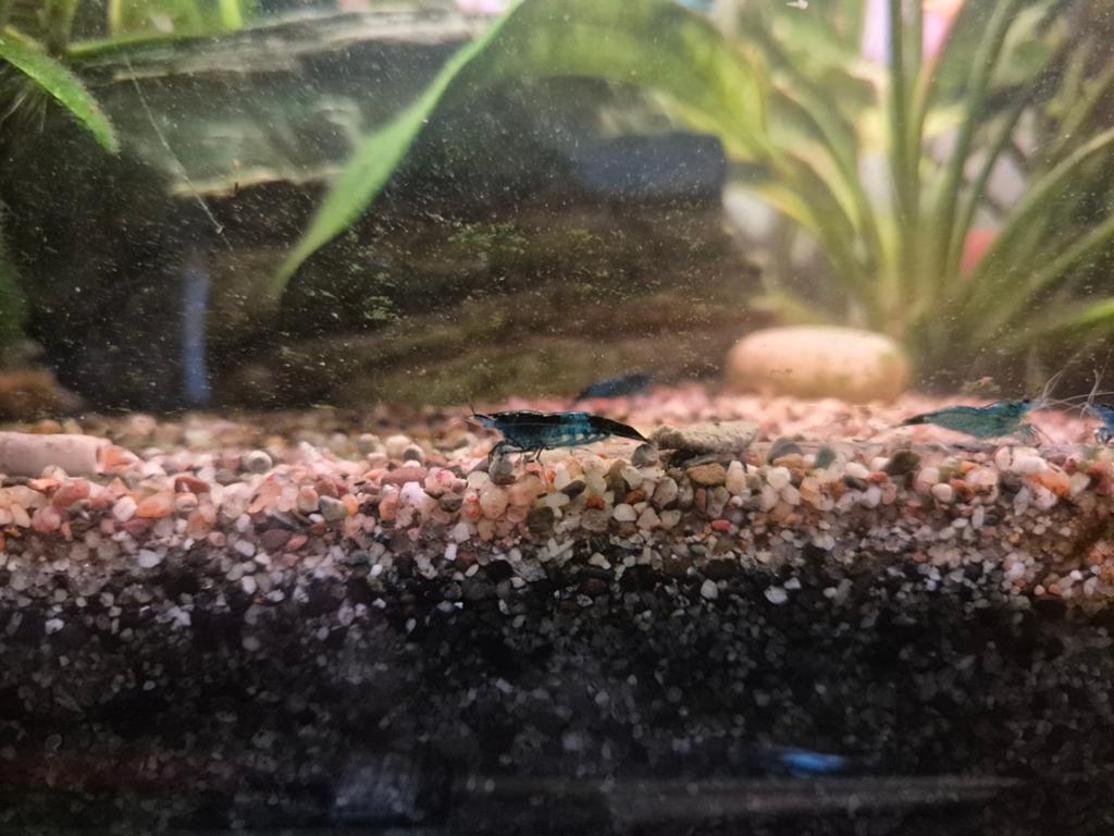 Blauwe Garnalen, Dieren en Toebehoren