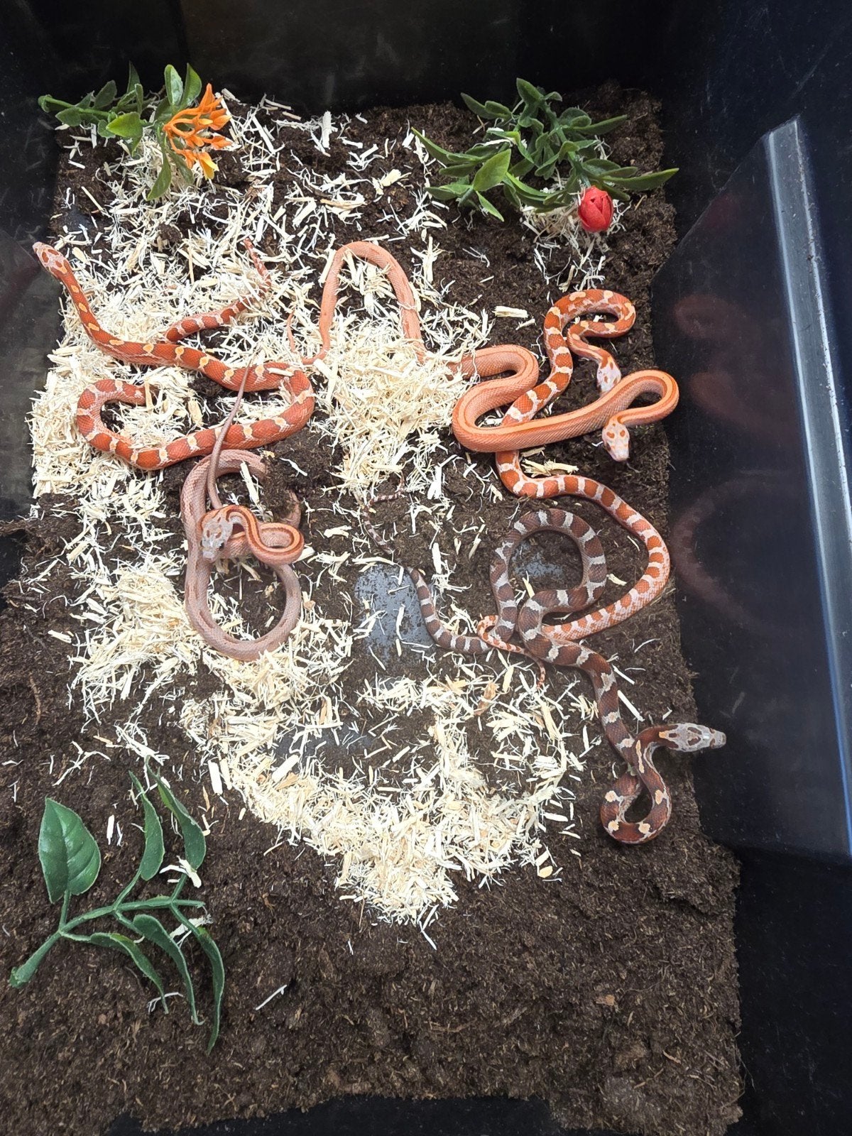 Rode rattenslang (Pantherophis guttatus) – velee kleuren!, Dieren en Toebehoren, Slang