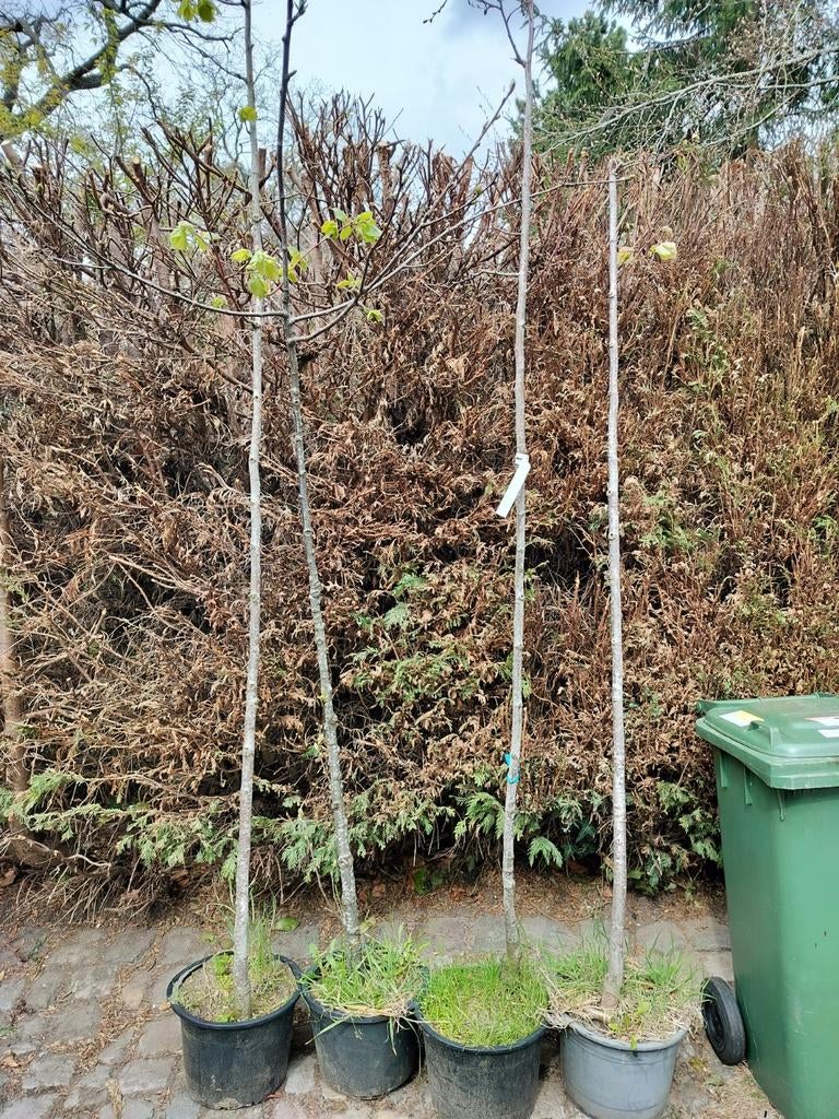 3x lindeboom 1x kastanjeboom, Ophalen