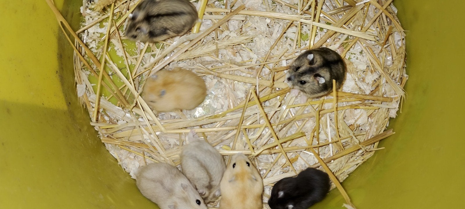hamsters, Hamster, Meerdere dieren, Tam, September