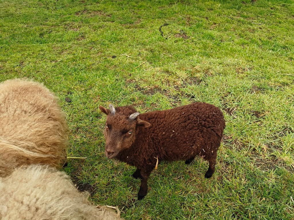 2 Ouessant ram lammeren, Dieren en Toebehoren, Schapen, Geiten en Varkens, Mannelijk, Schaap