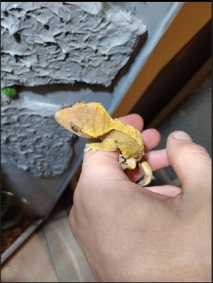 Jonge Crested Gecko + compleet starter terrarium 30x30x45, Lézard, Avec terrarium, 0 à 2 ans