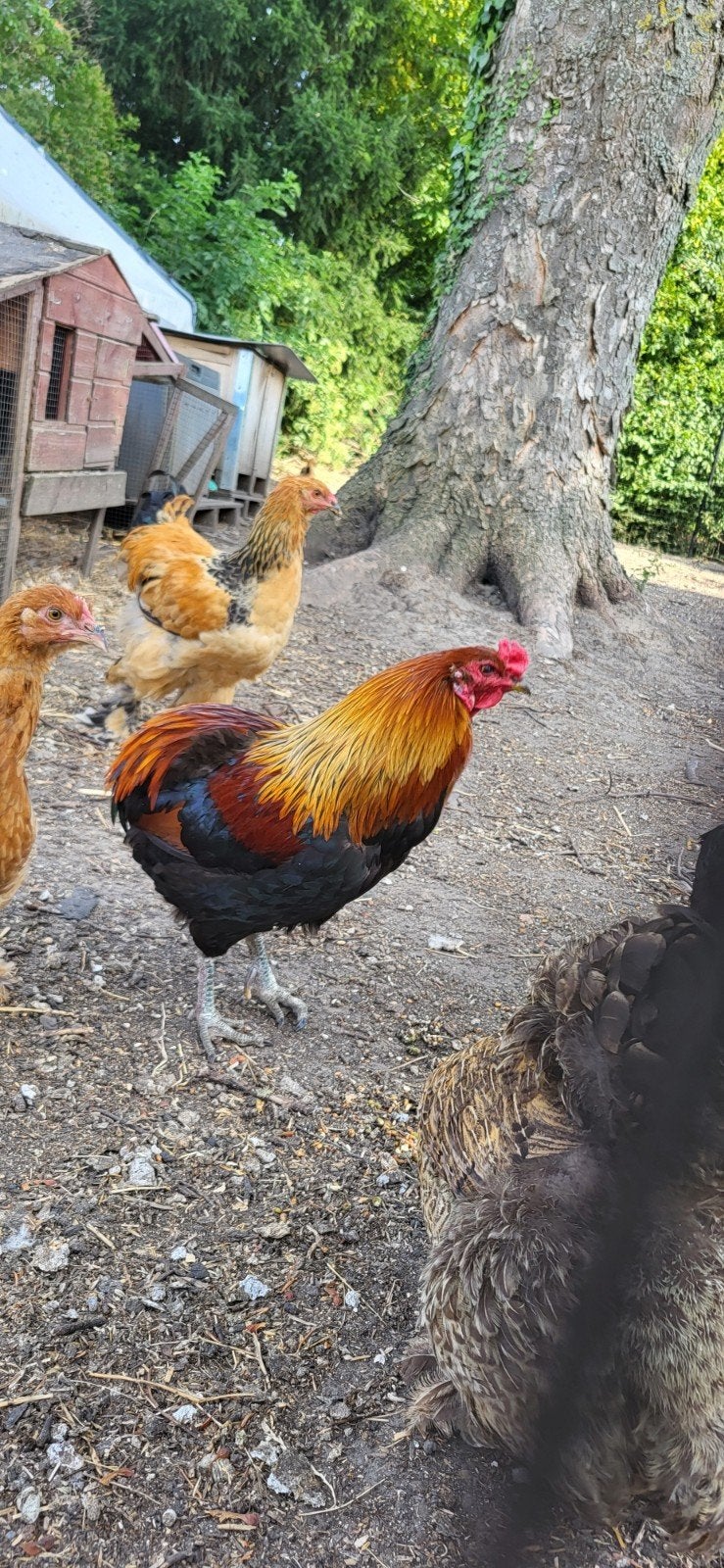 coq araucana