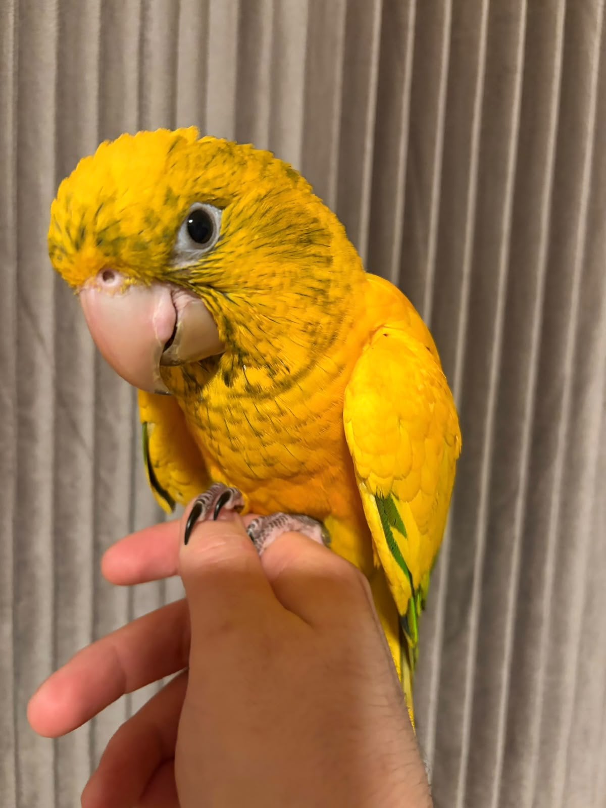 Handtamme goudparkiet met kooi, Dieren en Toebehoren, Tam