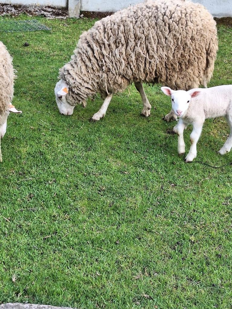 Schapen ooien