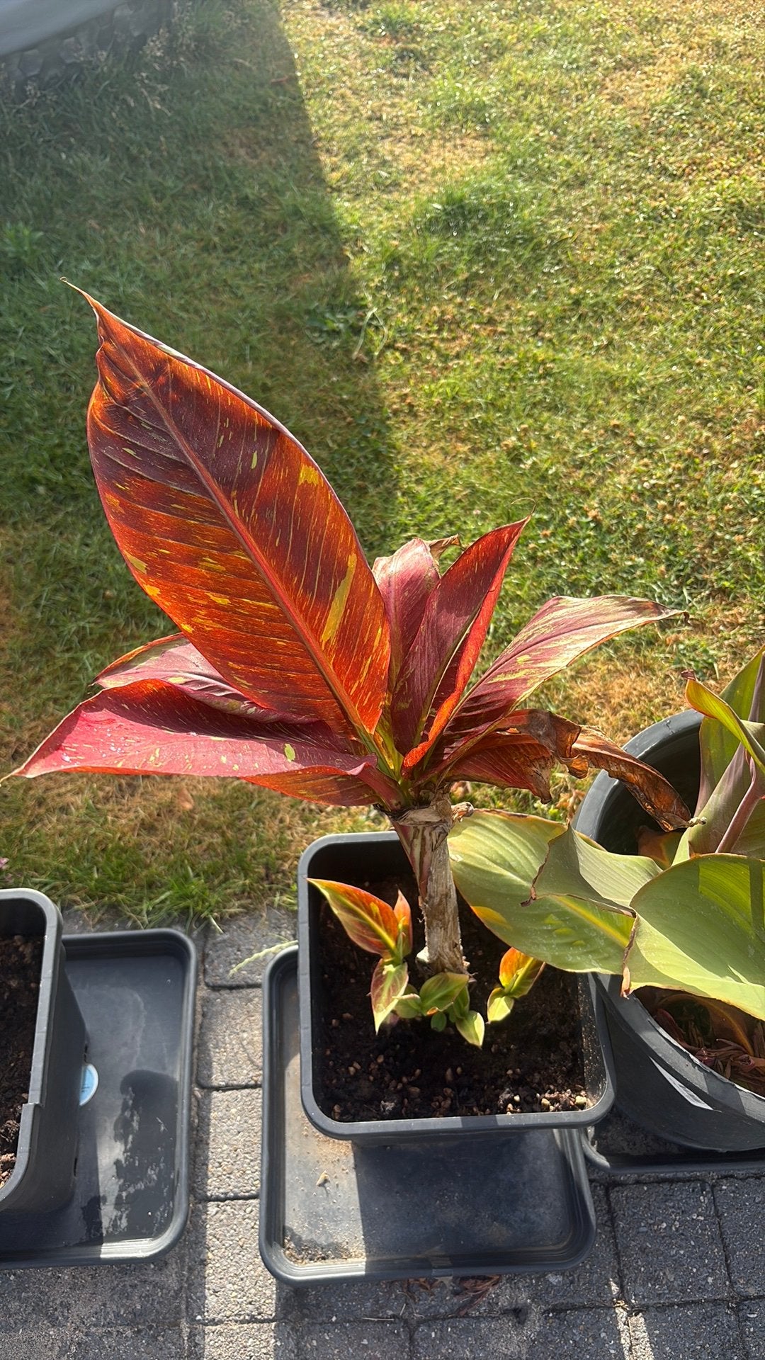 Musa flower, Tuin en Terras, Overige soorten, Volle zon, Vaste plant, Ophalen of Verzenden