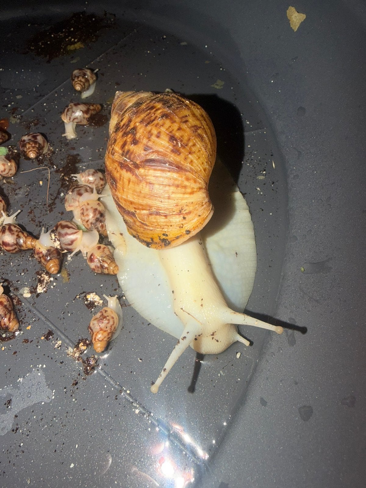 Achatina marginata baby’s, Dieren en Toebehoren, Overige soorten