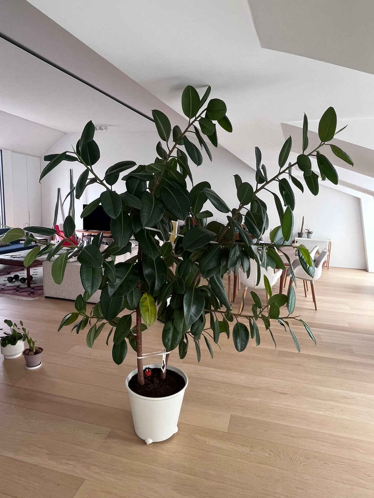 Large Caoutchouc (ficus elastica) 210cm x 180 cm, Maison & Meubles, Plantes d'intérieur, Autres espèces, En pot, Enlèvement, 200 cm ou plus