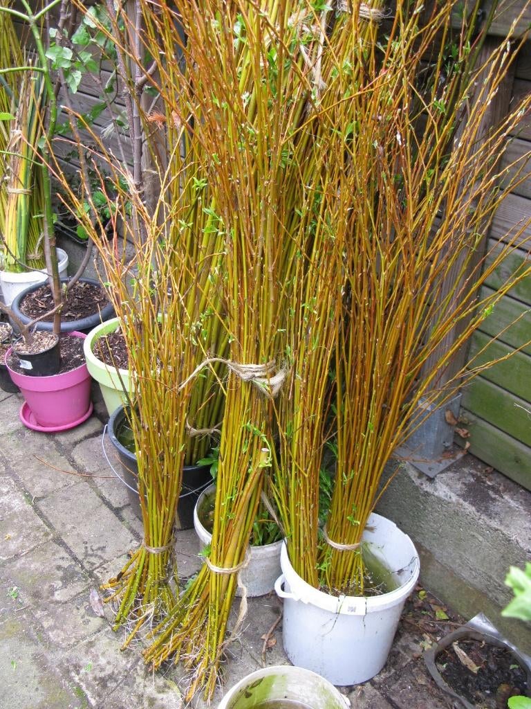 Tiges de saule pour réalisation osier vivant ou vannerie, Tuin en Terras, Planten | Struiken en Hagen, Ophalen