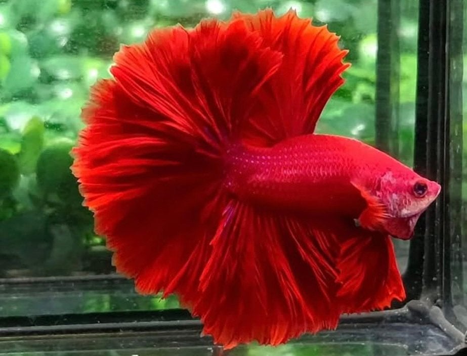 Full Red Halfmoon Betta, Vis, Zoetwatervis