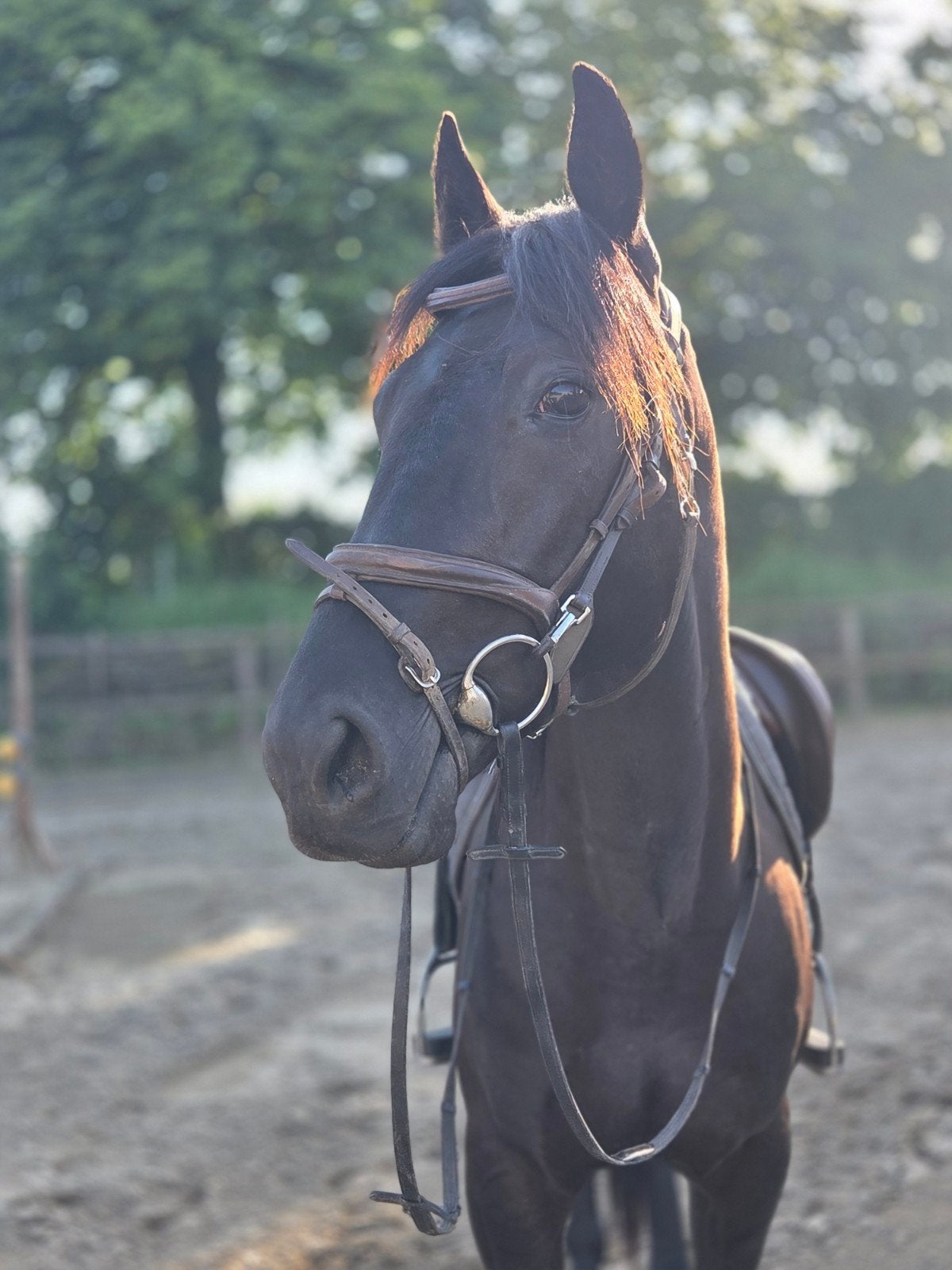 Lieve 3 jarige draver ruin!, Ruin