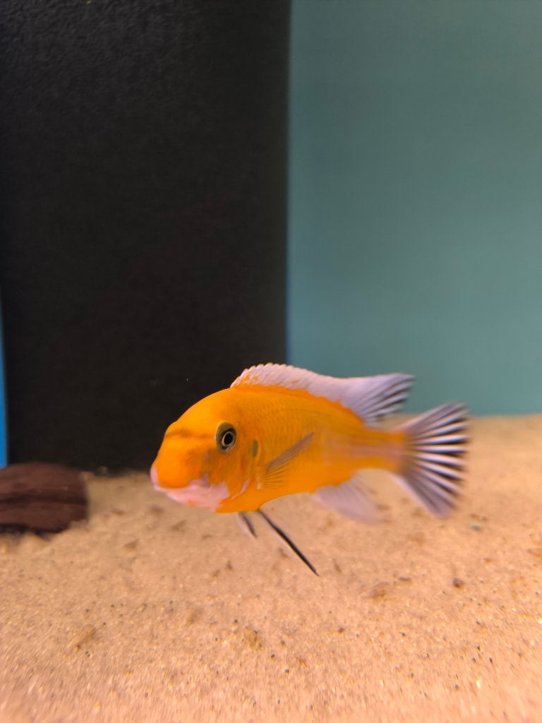 Labeotropheus trewavasae chilumba, Vis, Zoetwatervis