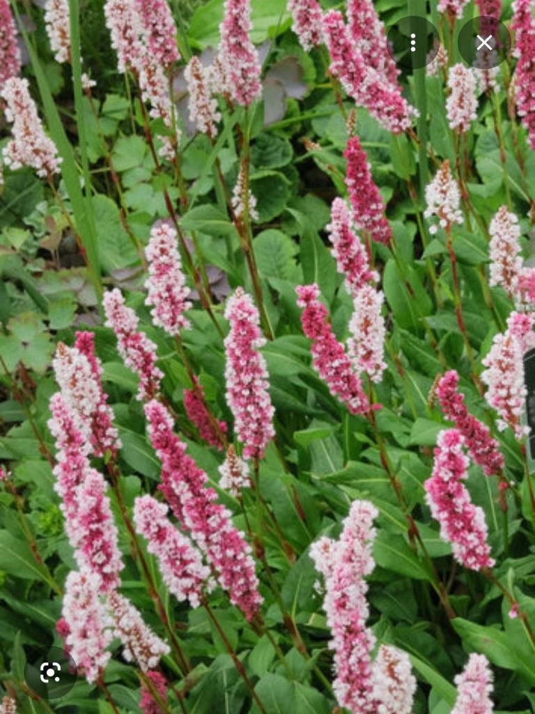 PERSICARIA AFFINIS, Renouée 45 pièces, Jardin & Terrasse, Enlèvement