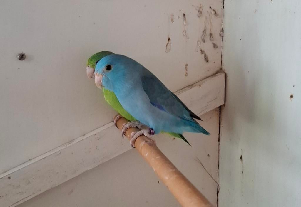 koppel mini papegaaien (Forpus, Dieren en Toebehoren