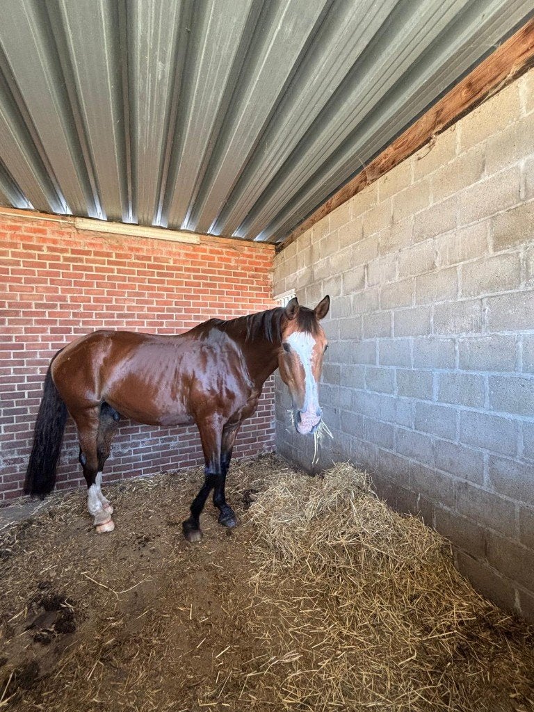 Wandel/gezelschapspaard, Dieren en Toebehoren, Paarden, Met stamboom, Ruin, Niet van toepassing, 160 tot 165 cm