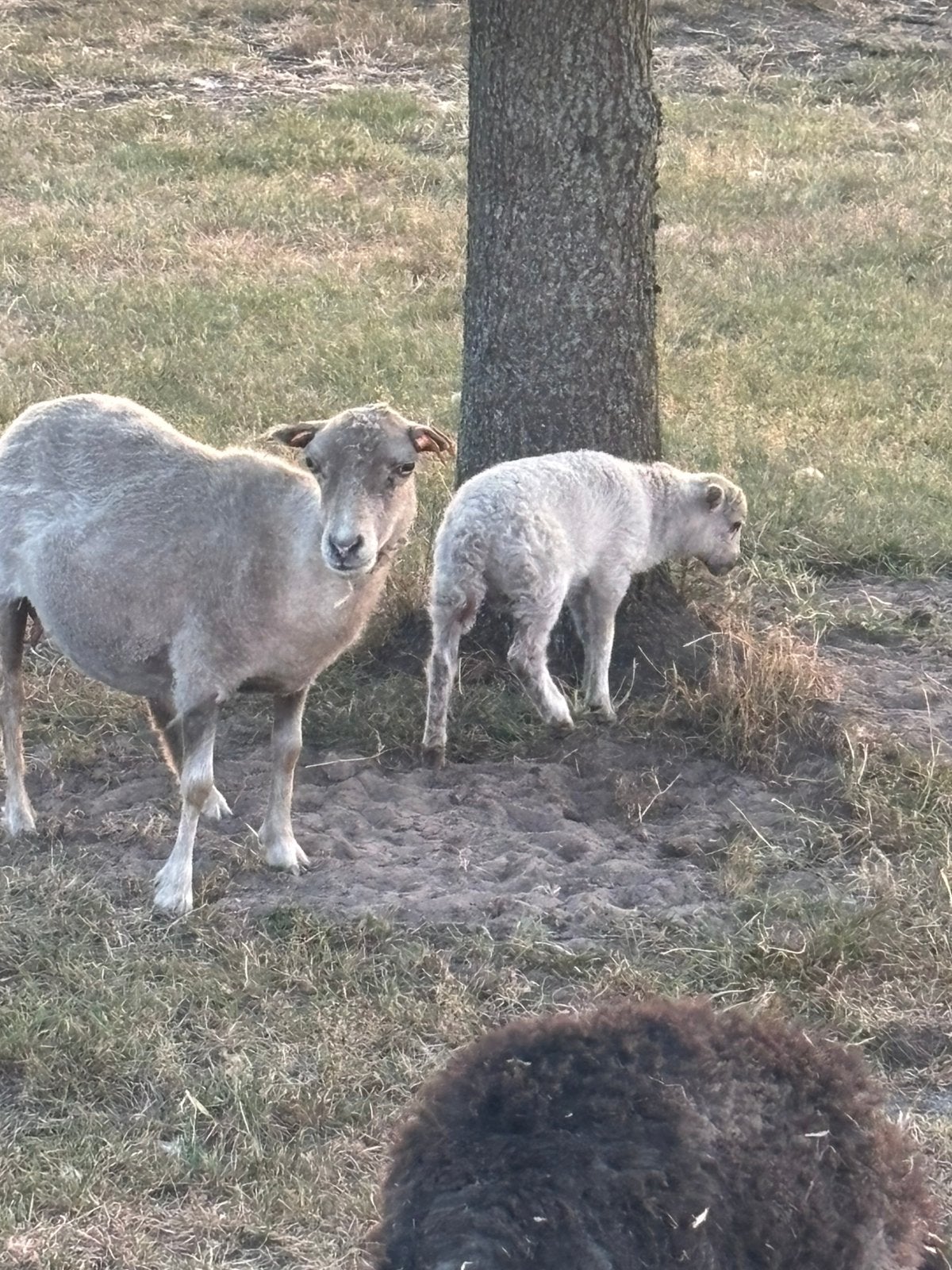Ruilen of te koop / Ouessant ooi met lam (ram), Femelle, Mouton, 0 à 2 ans