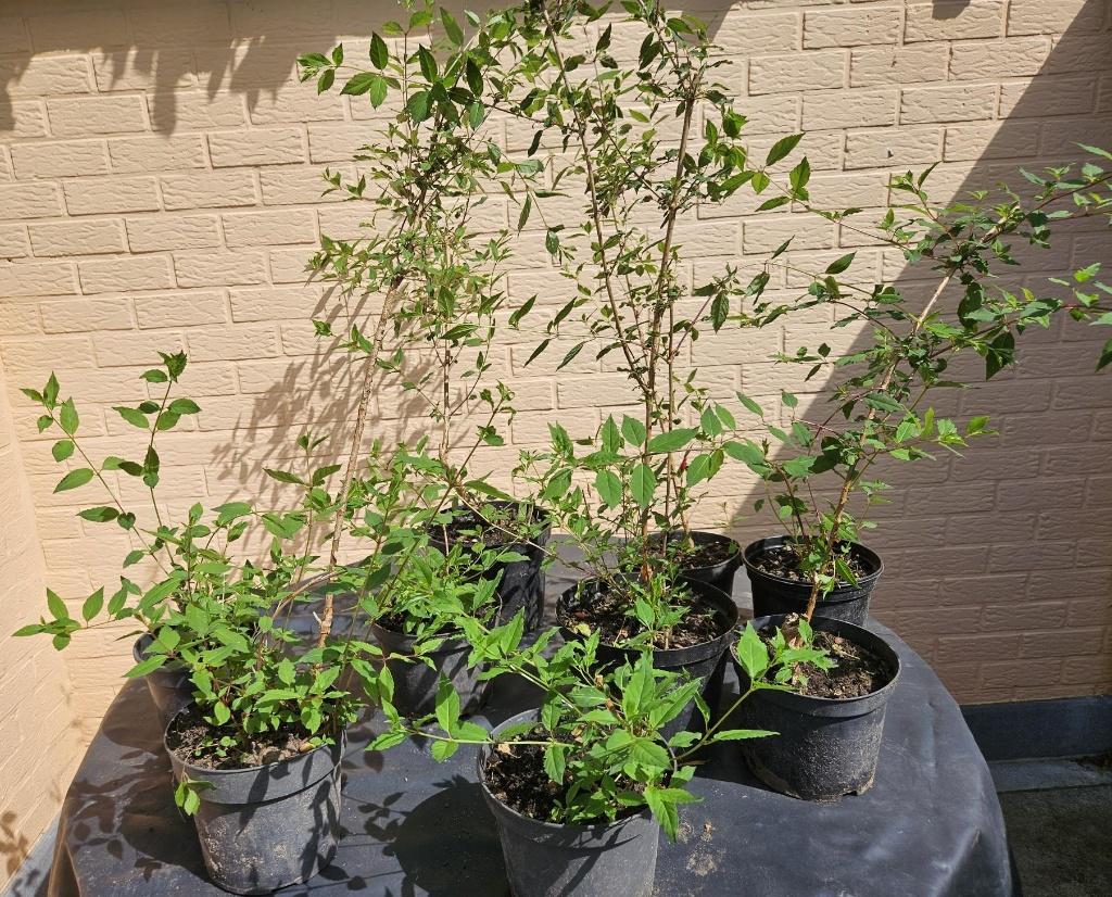 fuchsia - Bellenplant, Tuin en Terras, Planten | Tuinplanten, Ophalen