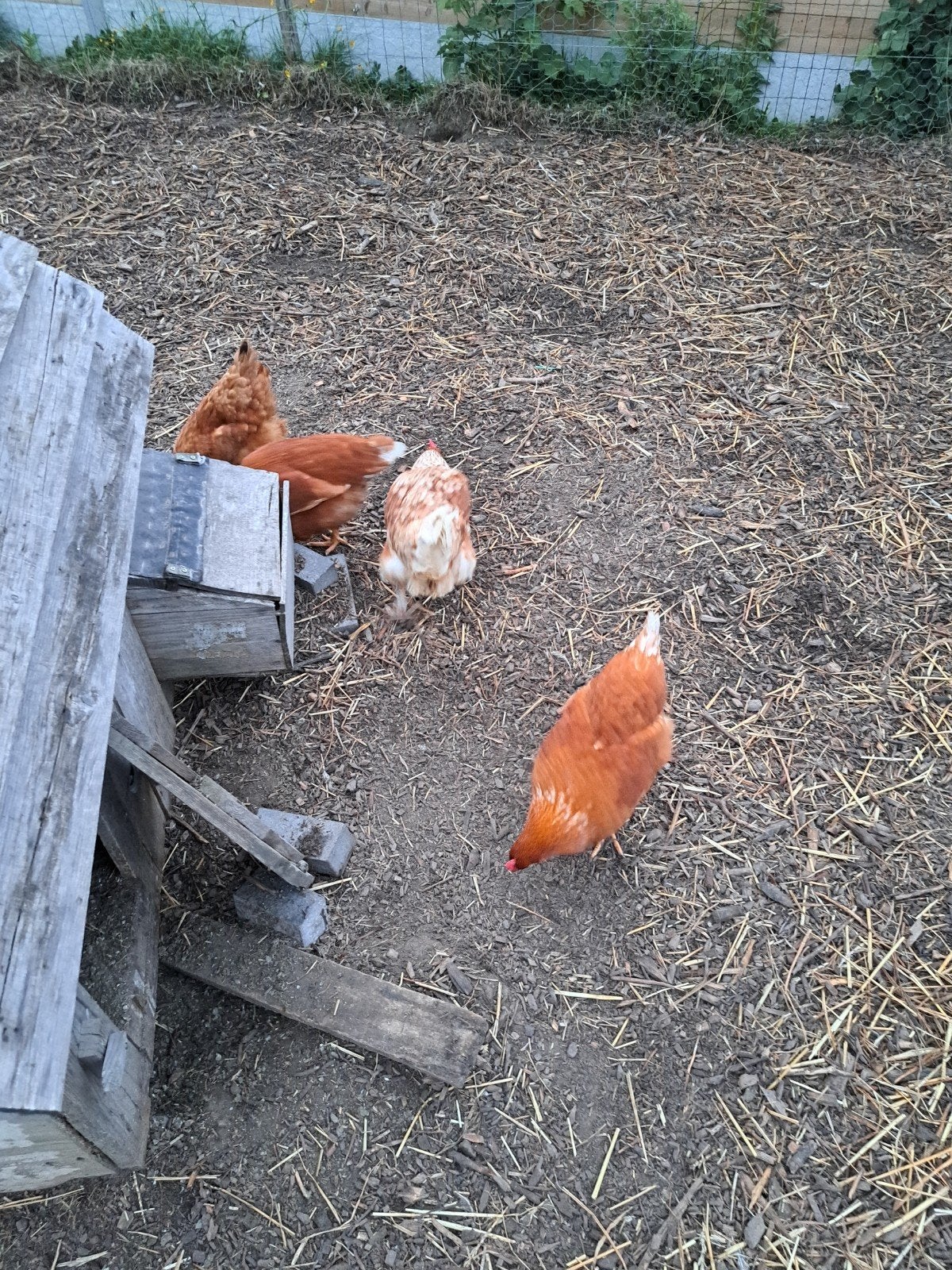 Legkippen, Animaux & Accessoires, Volatiles