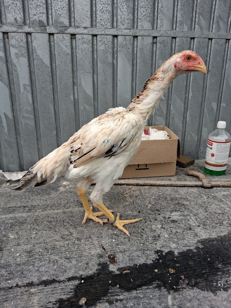 Shamo hen 2026, Dieren en Toebehoren