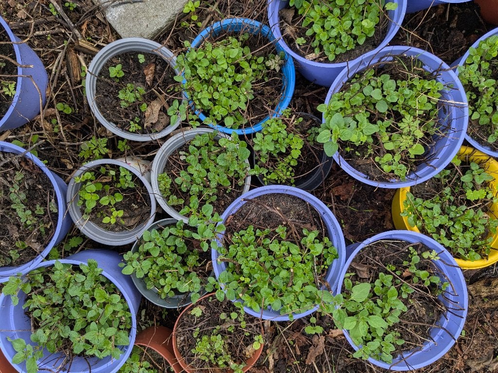 oregano, Origanum vulgare, Tuin en Terras, Ophalen