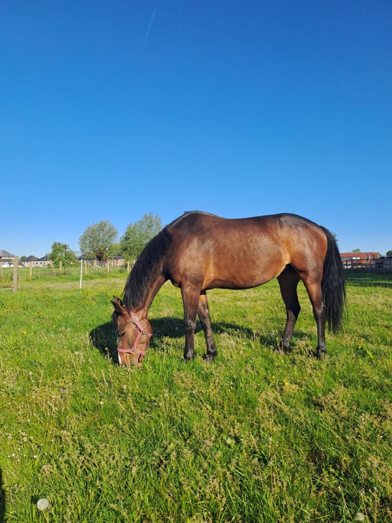 10 jarige merrie, Vermifugé, Moins de 160 cm, Cheval de récréation, Jument