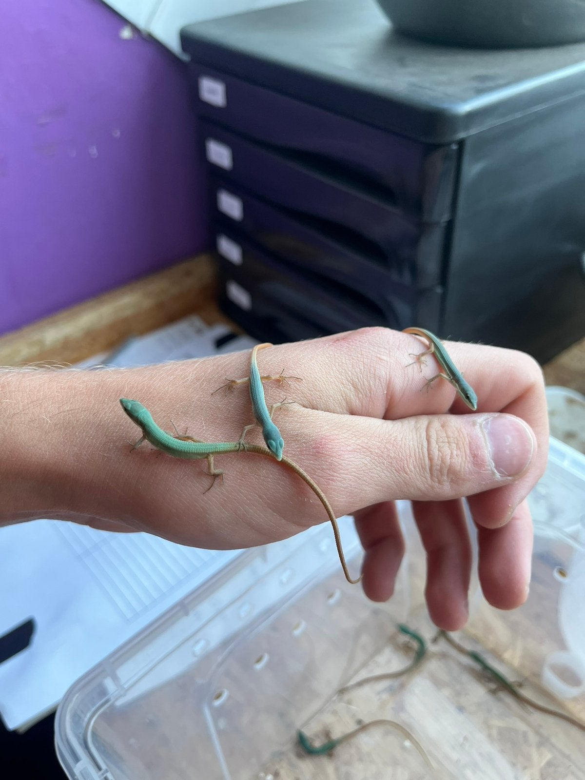 Takydromus smaragdinus juvénile nc2026, Animaux & Accessoires, Lézard, Domestique, 0 à 2 ans
