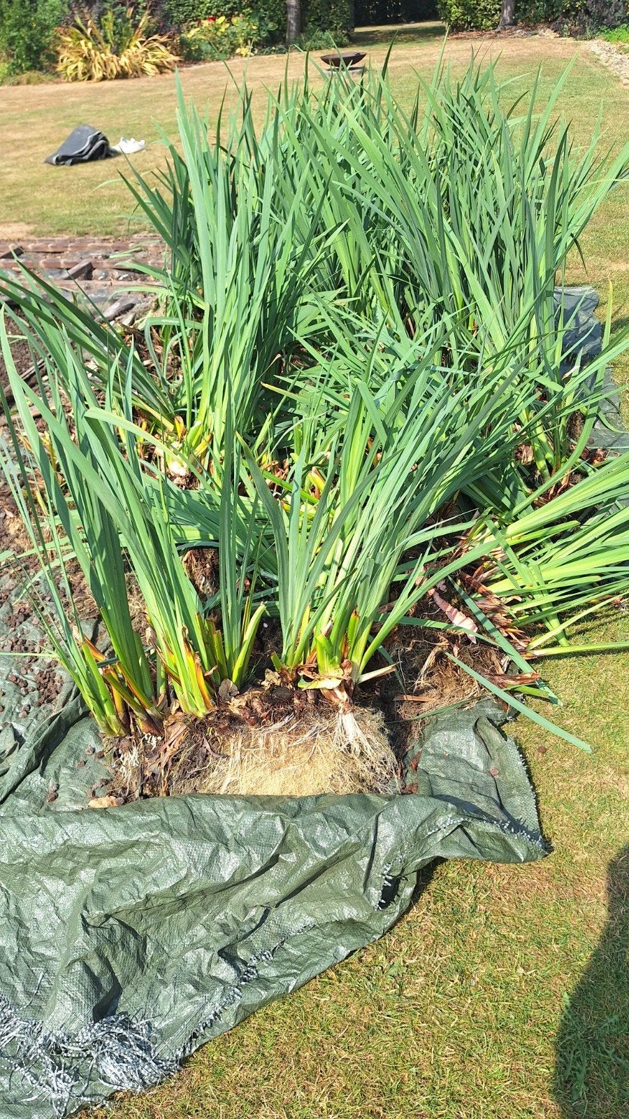 Gele iris voor moeras vijver, Tuin en Terras, Ophalen