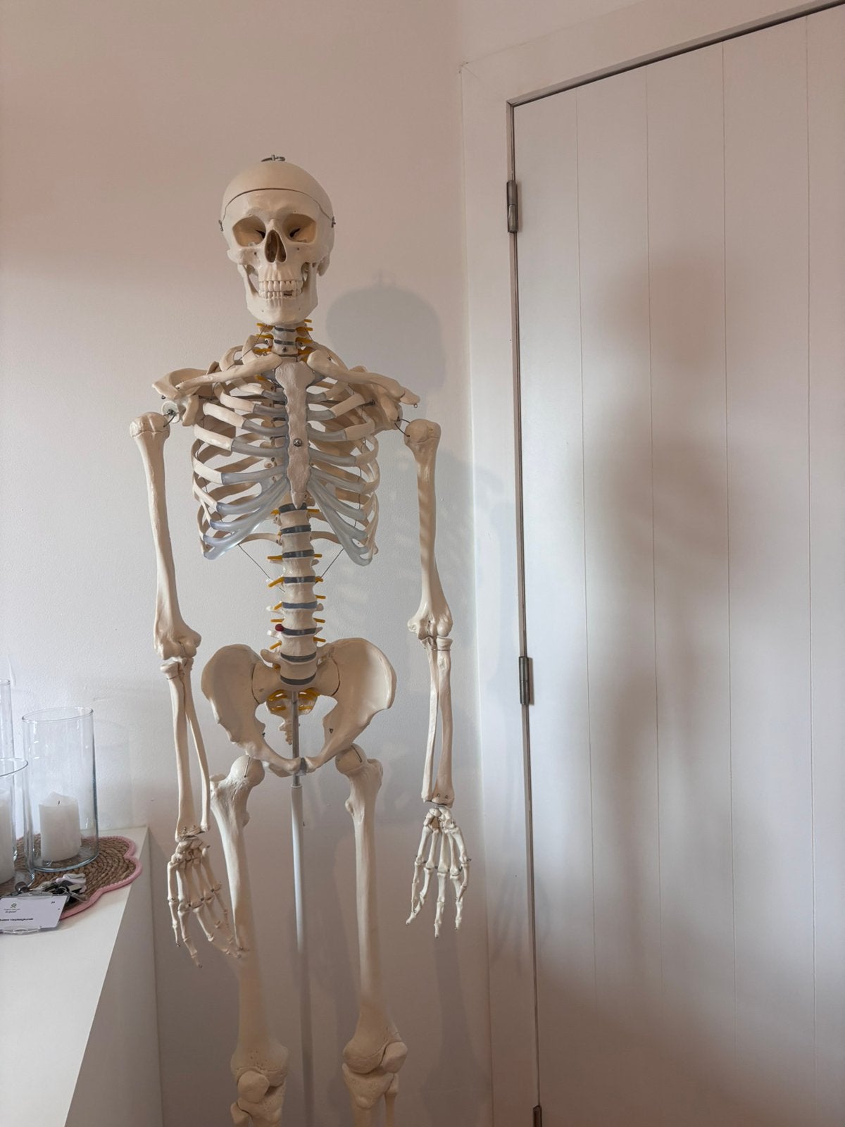 Anatomisch skelet, Diversen, Ophalen, Zo goed als nieuw