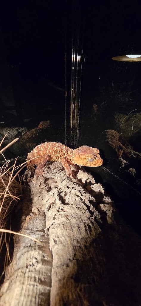 1.1 nephrurus amyae reproducteur, Animaux & Accessoires, Lézard, 3 à 6 ans