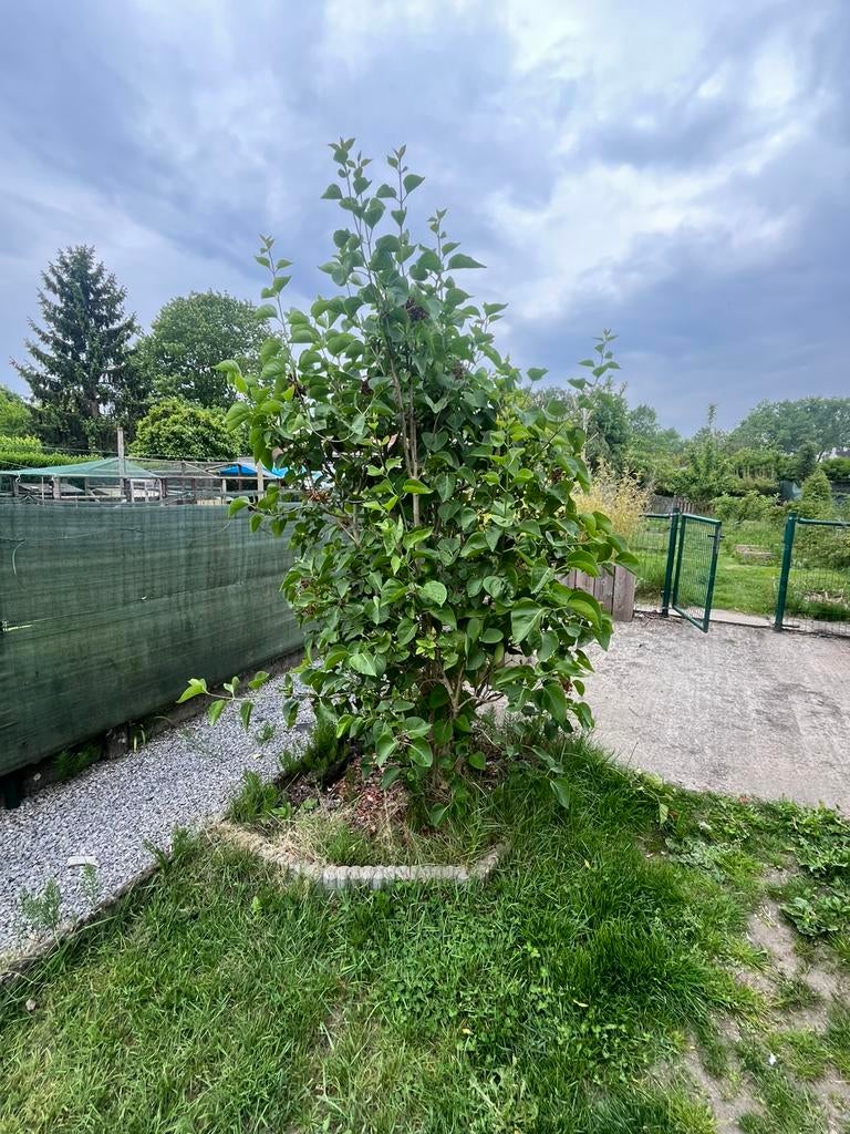 Verschillende bomen en planten, Ophalen