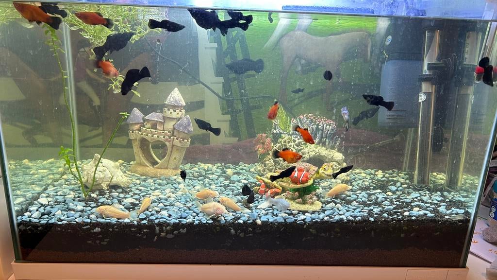 Vissen, Dieren en Toebehoren, Ophalen, Zo goed als nieuw
