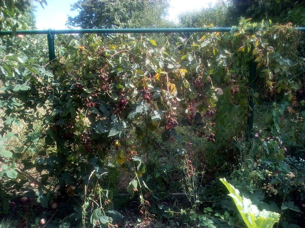 Doornloze bramenstruik, Tuin en Terras, Ophalen, Volle zon, Vaste plant, Zomer