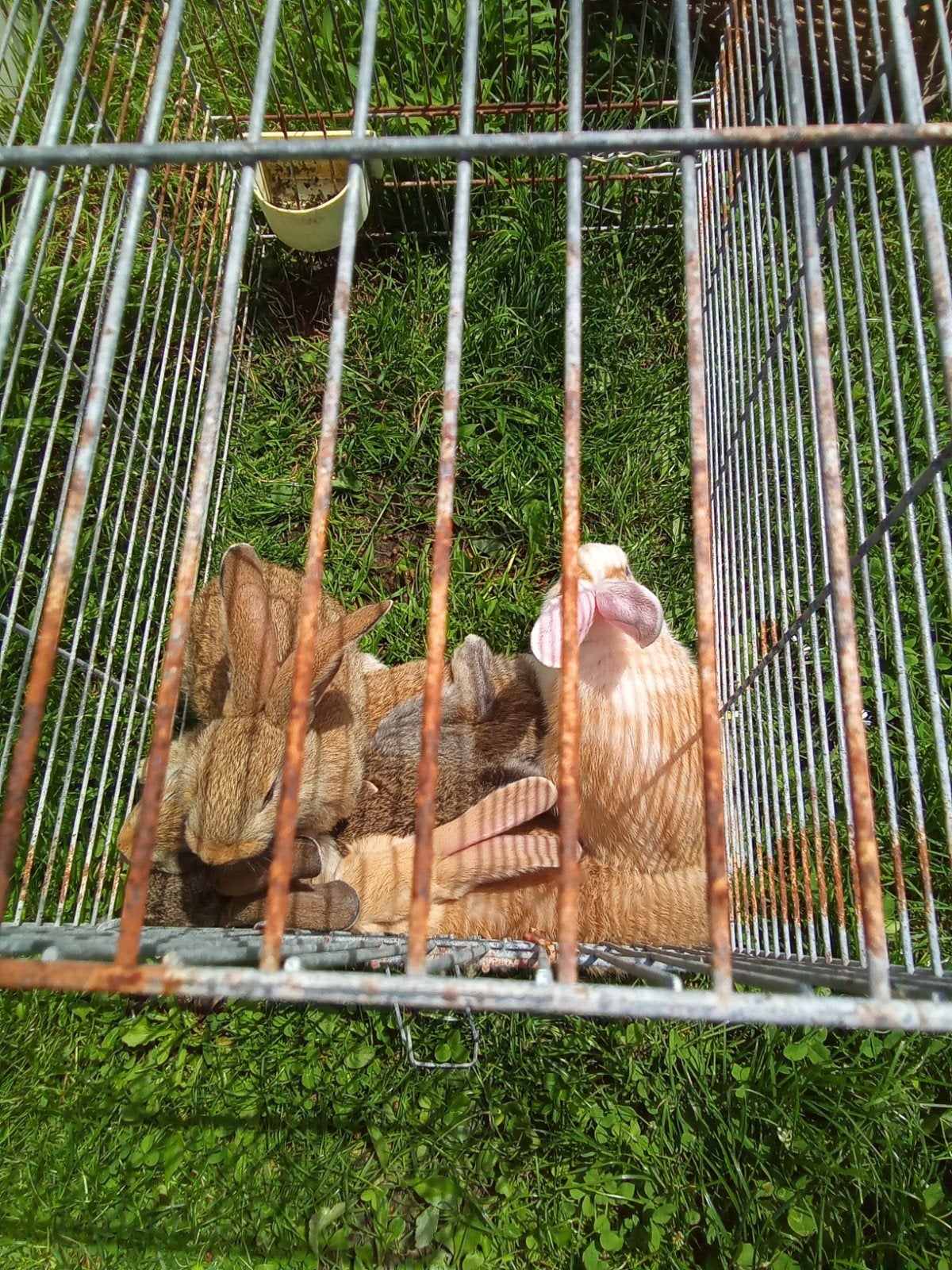 Vlaamse reuzen te koop, Dieren en Toebehoren, Konijnen