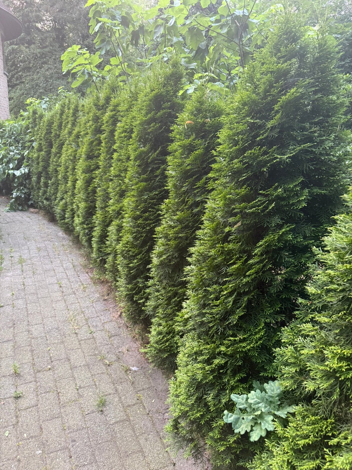 27 coniferen te koop – ca. 2 meter hoog – €90 alles, Tuin en Terras, Ophalen, Haag