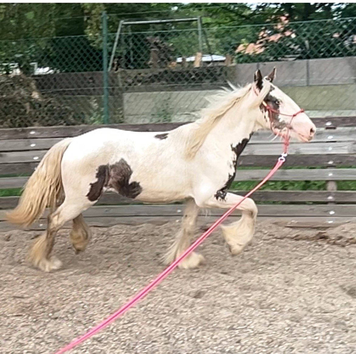 Jaarling tinker merrie, silver black bont, Dieren en Toebehoren, Paarden, Merrie