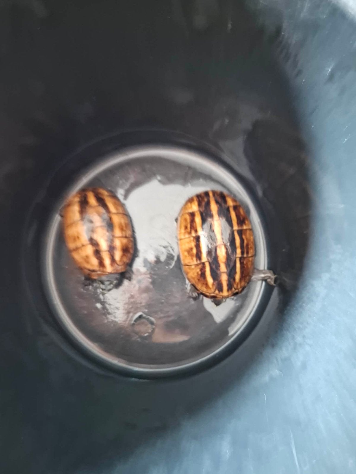 3 schildpadden elke bod welkom, Postzegels en Munten, Edelmetalen en Baren, Ophalen