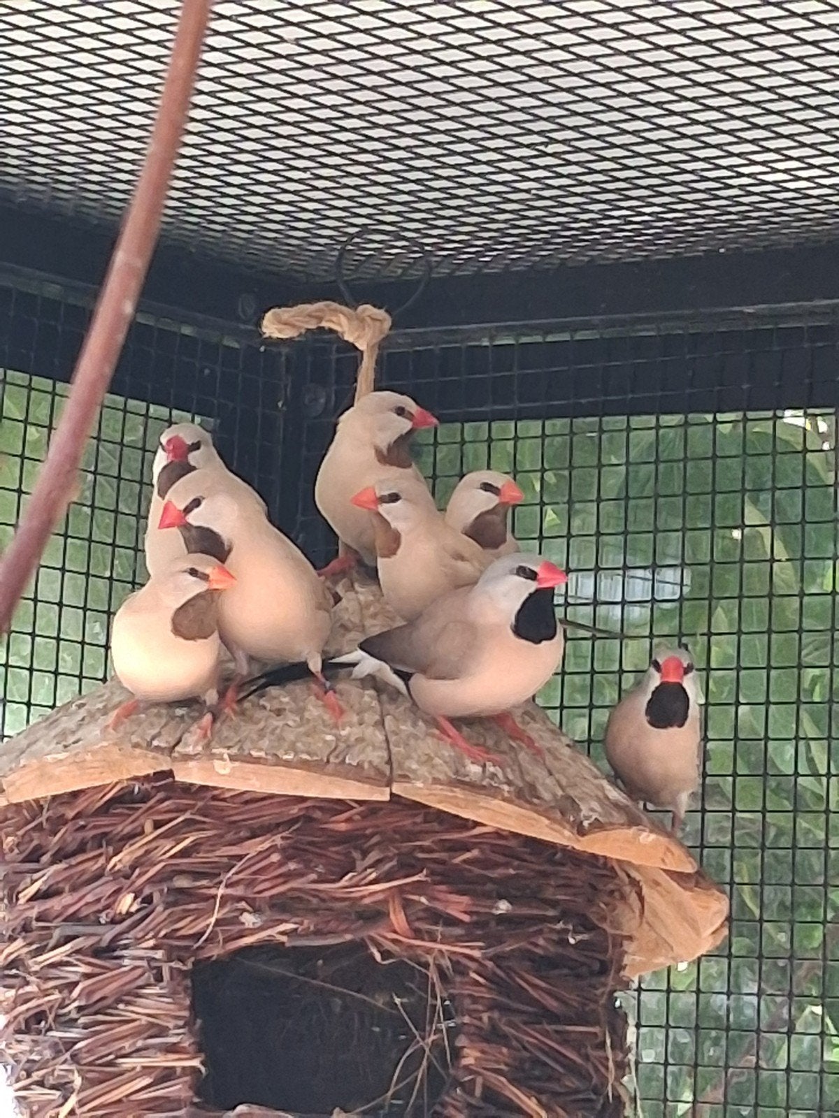 Spitsstaart amadine isabel (Poephila acuticauda), Dieren en Toebehoren