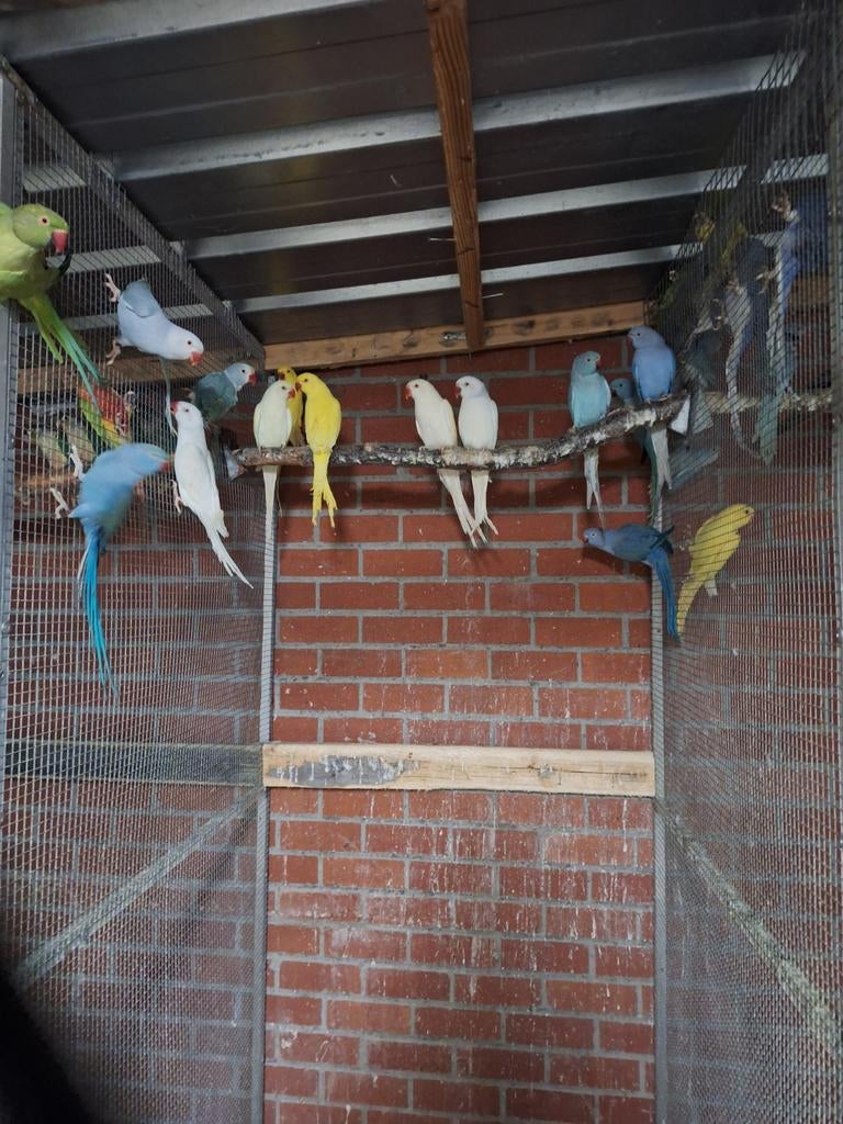 halsbanden 24, Dieren en Toebehoren