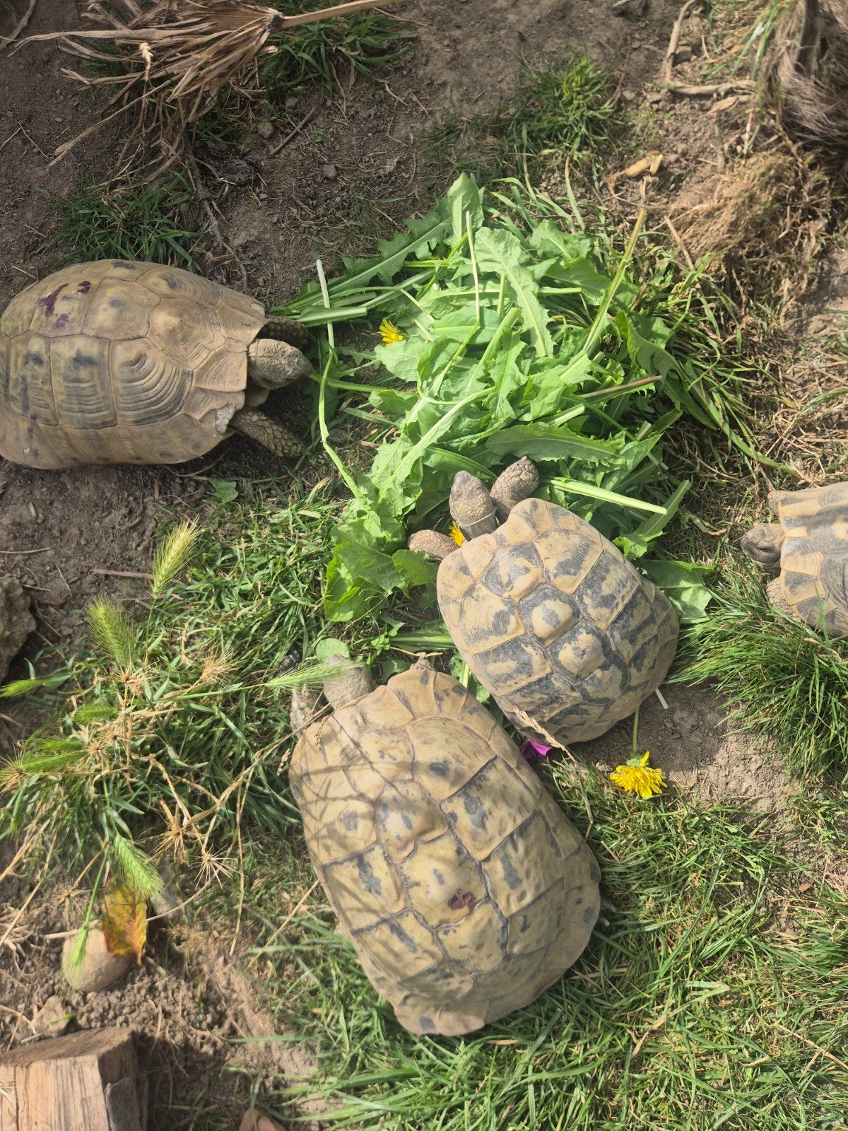 tortue hermann boettgeri, Animaux & Accessoires