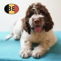 Lagotto Romagnolo pup - Een charmante en slimme metgezel, Parvo, België, 8 tot 15 weken, Eén hond