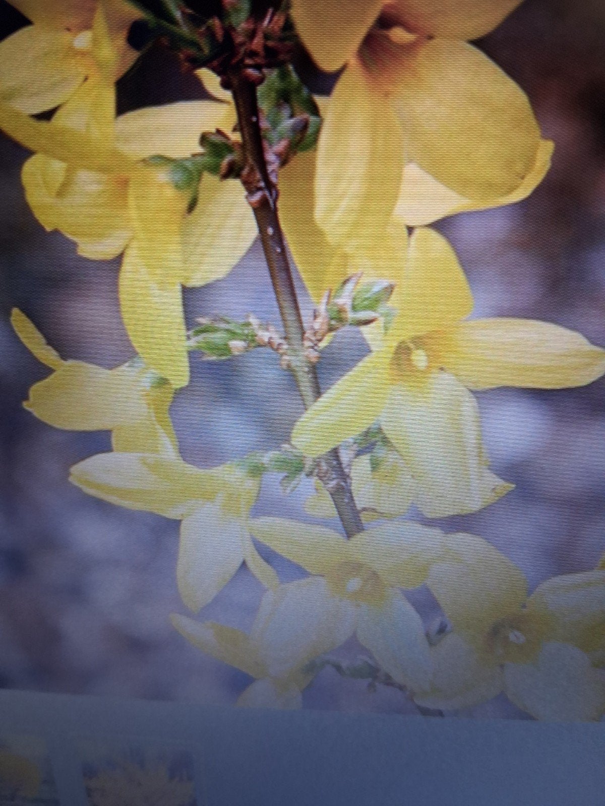 forsythia, Ophalen