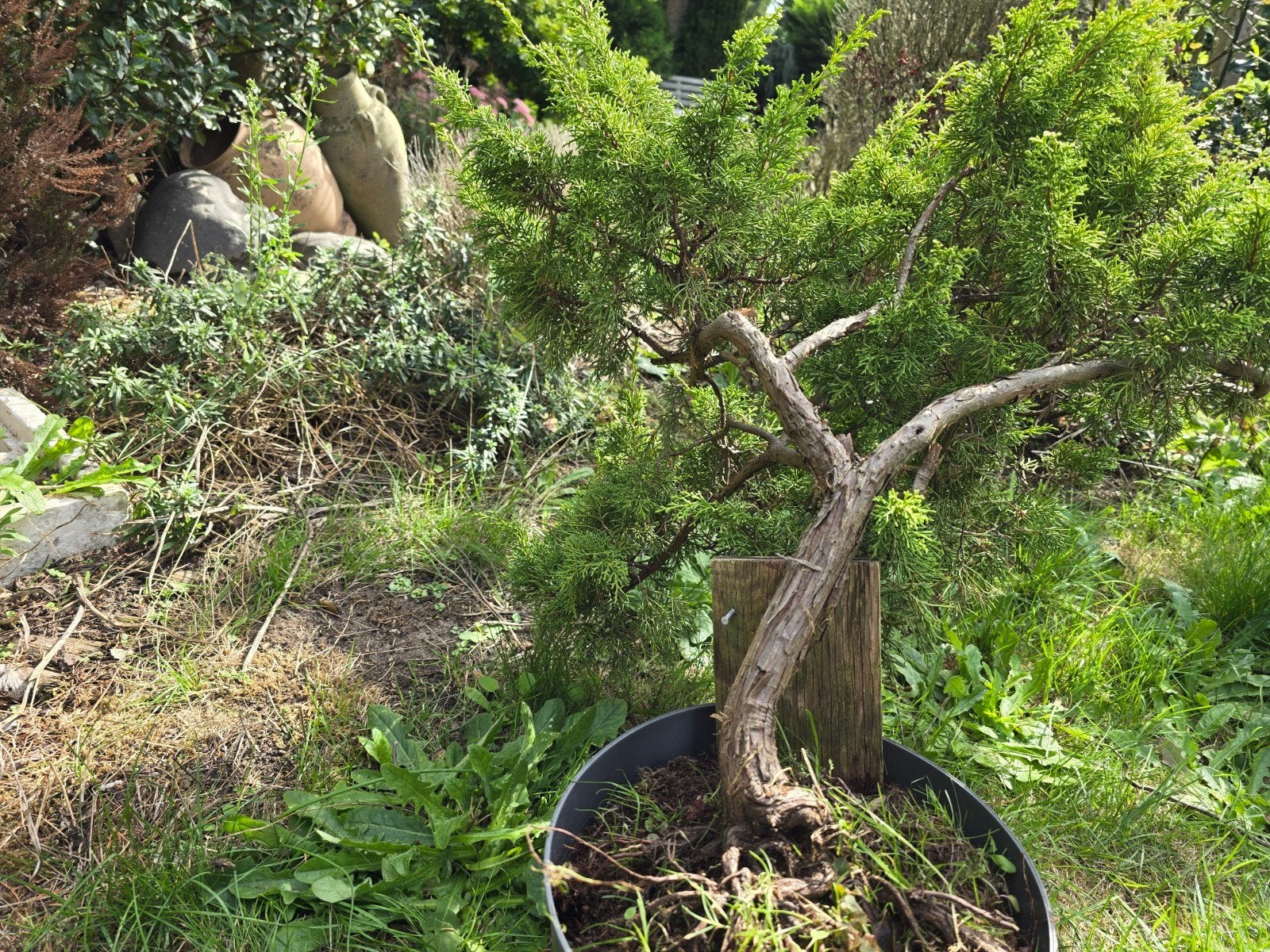 Juniper-start bonsai, Ophalen