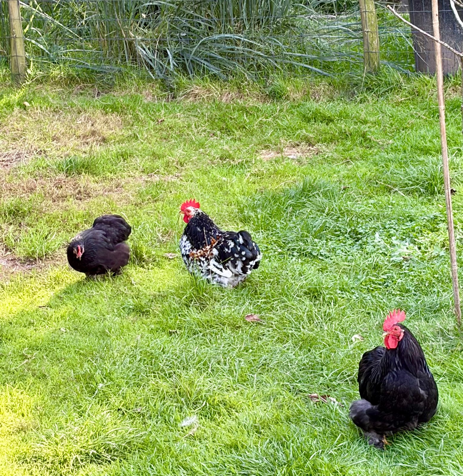 Cochin kriel hanen gratis, Dieren en Toebehoren, Mannelijk, Kip