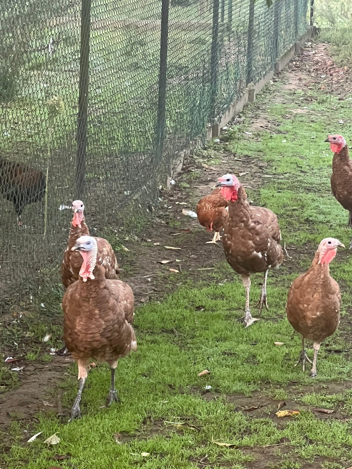Rode Ardennerkalkoenen: HANEN, Dieren en Toebehoren, Mannelijk, Kalkoen